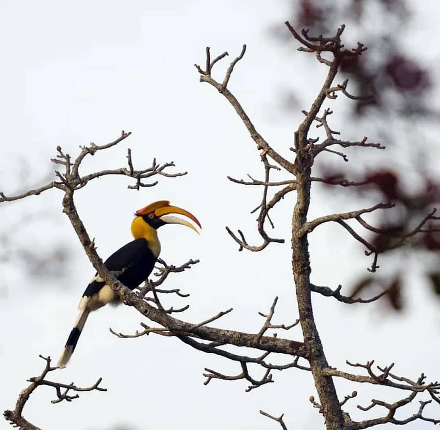 ಚಾಮರಾಜನಗರ ಜಿಲ್ಲೆಯ ಬಿಳಿಗಿರಿರಂಗನಾಥಸ್ವಾಮಿ ಹುಲಿ ಅಭಯಾರಣ್ಯದ ಕೆ.ಗುಡಿ ವಲಯದಲ್ಲಿ ಕಂಡು ಬಂದ ಗ್ರೇಟ್ ಇಂಡಿಯನ್ ಹಾರ್ನ್ಬಿಲ್.ಚಿತ್ರಕೃಪೆ– ಯತೀನ್