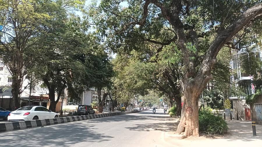 ಸ್ಯಾಂಕಿ ರಸ್ತೆಯಲ್ಲಿರುವ ಬೃಹತ್ ಮರಗಳು