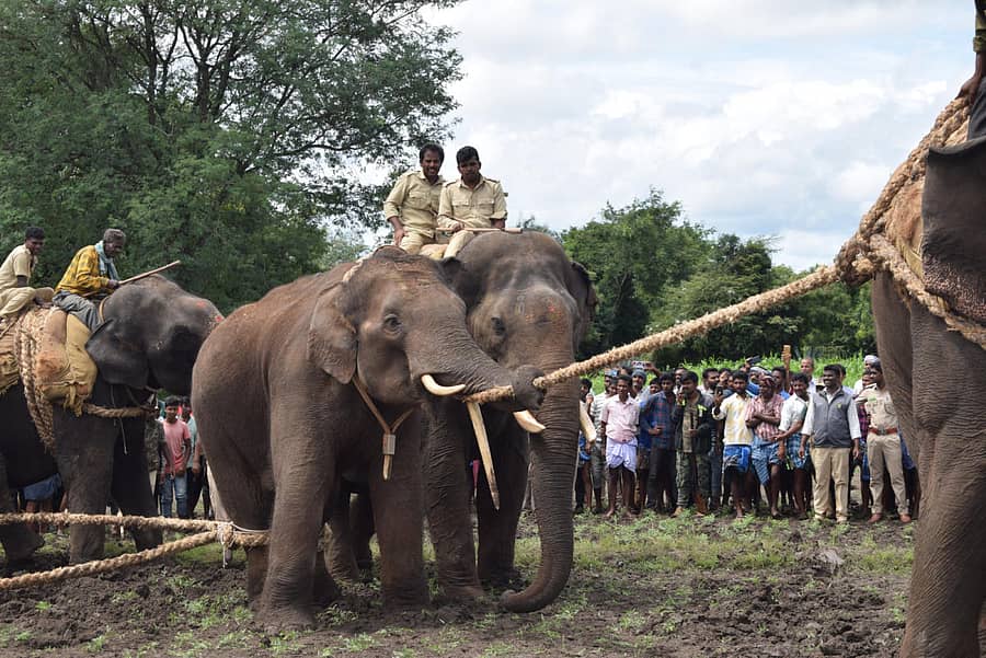ಸಕಲೇಶಪುರದಲ್ಲಿ ಇತ್ತೀಚೆಗೆ ನಡೆದ ಆನೆ ಕಾರ್ಯಾಚರಣೆ