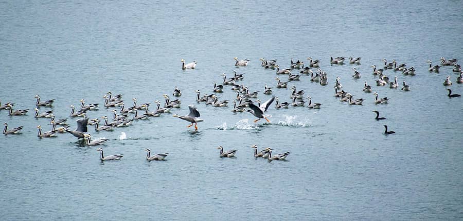 ಬಿಳಿಗಿರಿರಂಗನಟ್ಟ ಅರಣ್ಯ ವ್ಯಾಪ್ತಿಯ ಗುಂಡಾಲ್‌ ಜಲಾಶಯದಲ್ಲಿ ಕಂಡು ಬಂದ ಹೆಬ್ಬಾತುಗಳು  ಚಿತ್ರ: ನವೀನ್‌ ಜಗಲಿ