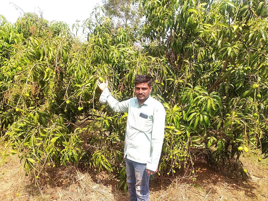 ಬಸವಾಪಟ್ಟಣದ ತಮ್ಮ ಮಾವಿನ ತೋಟದಲ್ಲಿ ಬೆಳೆಸಿರುವ ಫಲ ಭರಿತ ಮಾವಿನ ಮರದೊಂದಿಗೆ ರೈತ ಮಹ್ಮದ್ಅಲಿ