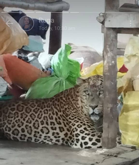 ತೋಟದ ಮನೆಗೆ ನುಗ್ಗಿ ಮೇಕೆ ಮತ್ತು ಮಾಲೀಕನ ಮೇಲೆ ದಾಳಿ ನಡೆಸಿದ್ದ ಚಿರತೆ ಸರೆ