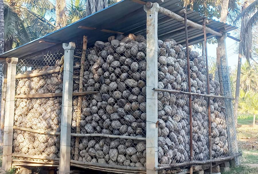 ಹಿರೀಸಾವೆ ಉಂಡೆ ಕೊಬ್ಬರಿಯ ಬೆಲೆ ಇಳಿಕೆಯಿಂದ ರೈತರು ಸಿಪ್ಪೆ ಸುಲಿಯದೇ ತೋಟದ ಅಟ್ಟಣಿಗೆಯಲ್ಲೇ ಸಂಗ್ರಹಿಸಿರುವುದು