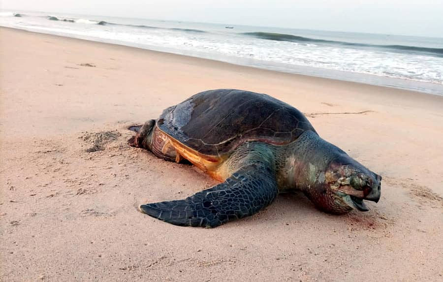 ‘ಆಲಿವ್ ರಿಡ್ಲೆ’ ಆಮೆಯ ಕಳೇಬರ