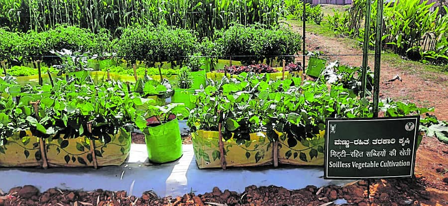 ಬೆಂಗಳೂರಿನ ಹೆಸರಘಟ್ಟದಲ್ಲಿರುವ ಭಾರತೀಯ ತೋಟಗಾರಿಕೆ ಸಂಶೋಧನಾ ಸಂಸ್ಥೆ (ಐಐಎಚ್ಆರ್) ಆಯೋಜಿಸಿದ ರಾಷ್ಟ್ರೀಯ ತೋಟಗಾರಿಕೆ ಮೇಳದಲ್ಲಿ ಗುರುವಾರ ಪ್ರದರ್ಶನ ತಾಕುಗಳಲ್ಲಿ ಹಾಕಲಾಗಿದ್ದ ಹೂವಿನ ಗಿಡಗಳ ಚಿತ್ರಗಳನ್ನು ಮೊಬೈಲ್ಗಳಲ್ಲಿ ಸೆರೆಹಿಡಿದ ಯುವತಿಯರು –ಪ್ರಜಾವಾಣಿ ಚಿತ್ರ/ಕೃಷ್ಣಕುಮಾರ್ ಪಿ.ಎಸ್.