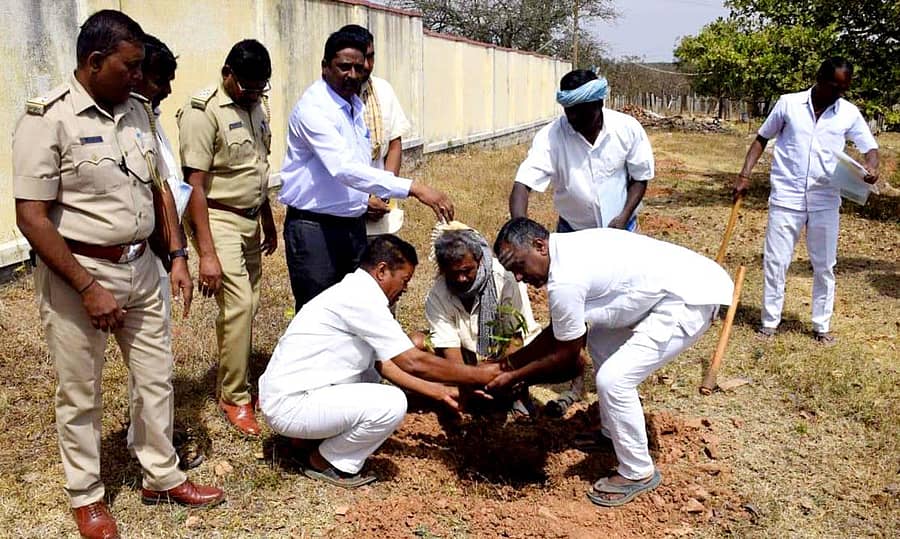 ವಿಜಯಪುರ ಹೋಬಳಿ ಕೋರಮಂಗಲ ಬಯಲು ಕಾರಾಗೃಹದಲ್ಲಿ ಬಿದಿರಿನ ಉಪಯೋಗ ತರಬೇತಿ ಪಡೆದ ಕೈದಿಗಳು ಬಿದಿರಿನ ಸಸಿಗಳು ನೆಟ್ಟರು