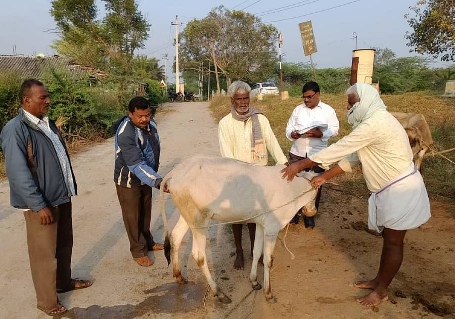 ಚರ್ಮಗಂಟು ರೋಗಕ್ಕೆ ವೈದ್ಯರು ಚಿಕಿತ್ಸೆ ನೀಡುತ್ತಿರುವ ಸಂದರ್ಭದ ಸಂಗ್ರಹ ಚಿತ್ರ