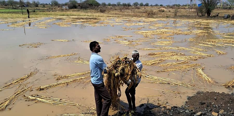 ಬೀದರ್ ತಾಲ್ಲೂಕಿನ ಮರಕಲ್‌ ಗ್ರಾಮದಲ್ಲಿ ಮಳೆಗೆ ಜೋಳದ ಬೆಳೆ ನೀರು ಪಾಲಾಗಿರುವುದು