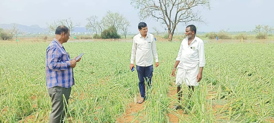 ಶಹಾಪುರ ನಗರದ ಹಳಿಸಗರ ಜಮೀನಿನಲ್ಲಿ ಬಿತ್ತನೆ ಮಾಡಿದ್ದ ಸಜ್ಜೆ ಬೆಳೆ ಆಲಿಕಲ್ಲು ಮಳೆಯಿಂದ ಹಾನಿಯಾದ ಪ್ರದೇಶಕ್ಕೆ ಸಹಾಯಕ ಕೃಷಿ ನಿರ್ದೇಶಕ ಸುನಿಲಕುಮರ ಭೇಟಿ ನೀಡಿ ಪರಿಶೀಲಿಸಿದರು