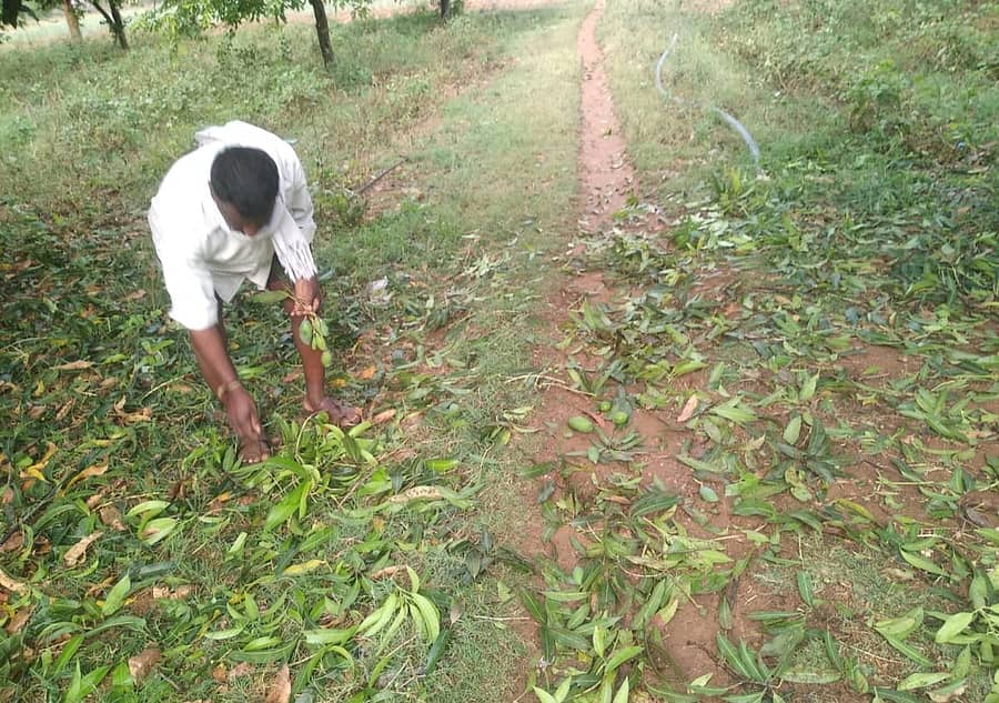 ಶ್ರೀನಿವಾಸಪುರ ತಾಲ್ಲೂಕಿನ ನೆಲವಂಕಿಯಲ್ಲಿ ಆಲಿಕಲ್ಲು ಮಳೆ ಹಾಗೂ ಬಿರುಗಾಳಿಗೆ ಉದುರಿದ ಮಾವು