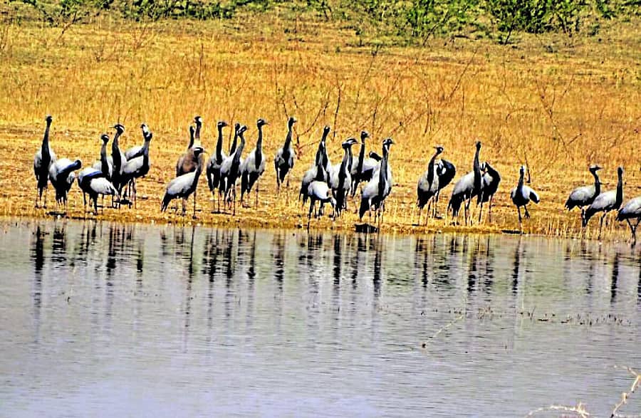 ಜಿಗಳೂರು ಮತ್ತು ಜಿಗೇರಿ ಗ್ರಾಮಗಳ ಕೆರೆಗಳಲ್ಲಿ ಕಂಡುಬಂದ ಅಪರೂಪದ ಕ್ರೌಂಚ ಪಕ್ಷಿಗಳು