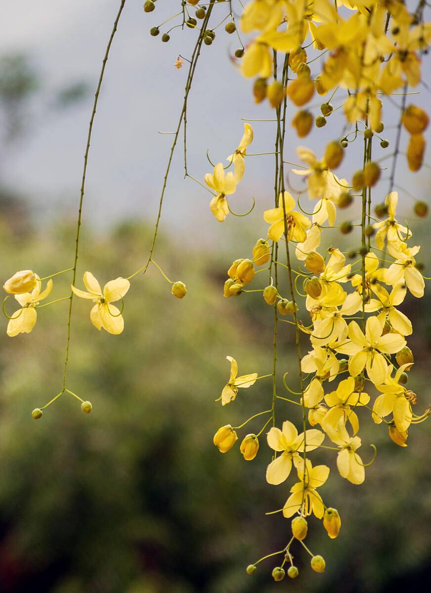 ಯಳಂದೂರು ತಾಲ್ಲೂಕಿನಲ್ಲಿ ಲೋಲಕದಂತೆ ಇಳಿಬಿದ್ದಿರುವ ಕಕ್ಕೆಯ ದಟ್ಟ ಹಳದಿ ಹೂಗಳು ಯುಗಾದಿಯ ಸ್ವಾಗತಕ್ಕೆ ತೋರಣ ಕಟ್ಟಿದಂತಿದೆ