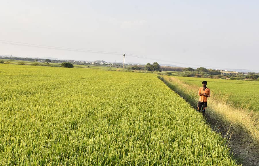 ಯಾದಗಿರಿ ನಗರ ಹೊರವಲಯದ ಭೀಮಾನದಿ ಸಮೀಪ ಬೆಳೆದಿರುವ ಭತ್ತ