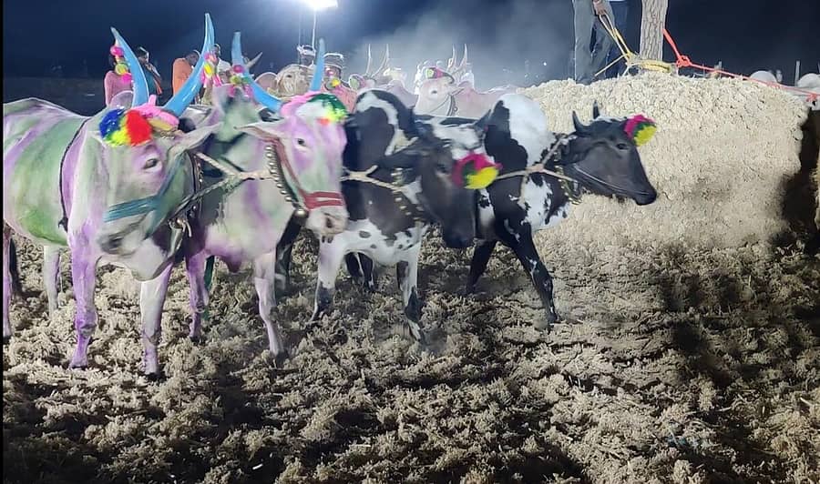 ಕಲಬುರಗಿಯ ಚಿತ್ತಾಪುರ ತಾಲ್ಲೂಕಿನ ಸೂಗುರು(ಎನ್) ಗ್ರಾಮದಲ್ಲಿ ಹಂತಿಗೆ ಕಟ್ಟಲಾದ ಎತ್ತುಗಳು