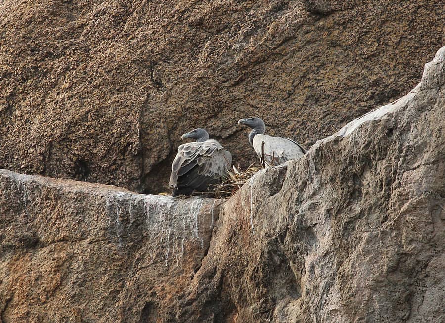 ರಾಮದೇವರ ಬೆಟ್ಟದಲ್ಲಿನ ಉದ್ದಕೊಕ್ಕಿನ ರಣಹದ್ದುಗಳು