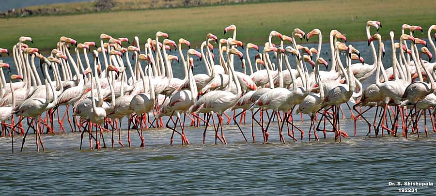 ತುಂಗಭದ್ರಾ ಹಿನ್ನೀರು ಪ್ರದೇಶದಲ್ಲಿದ್ದ ರಾಜಹಂಸಗಳು