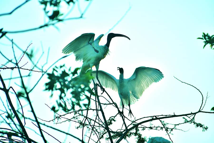ಕೊಕ್ಕರೆಗಳು