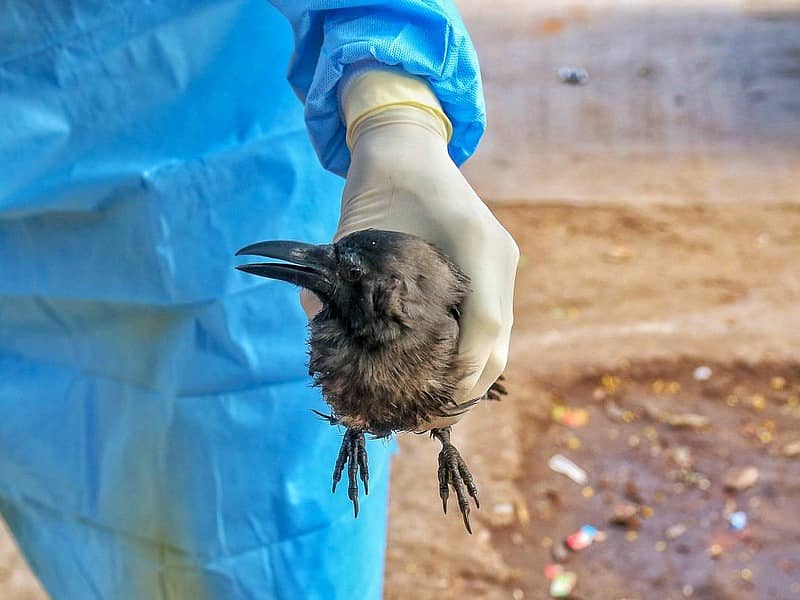 ಜೈಪುರದಲ್ಲಿ ಅನಾರೋಗ್ಯಕ್ಕೆ ಒಳಗಾದ ಕಾಗೆಯನ್ನು ತಪಾಸಣೆಗಾಗಿ ಒಯ್ಯುತ್ತಿರುವ ಅಧಿಕಾರಿಗಳು