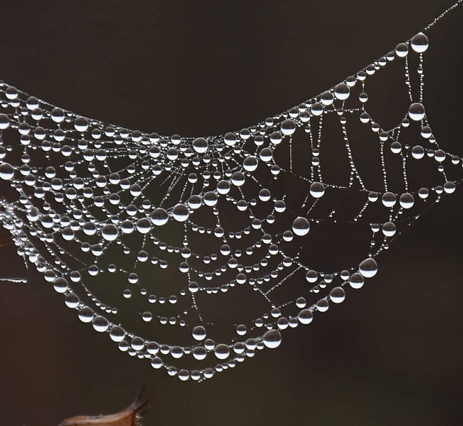 ಧಾರವಾಡದ ಕರ್ನಾಟಕ ವಿಶ್ವವಿದ್ಯಾಲಯದ ಆವರಣ ಸೇರಿದಂತೆ ಸುತ್ತಮುತ್ತ ಬುಧವಾರ ಮುಂಜಾನೆ ದಟ್ಟ ಆವರಿಸಿದ ದೃಶ್ಯಗಳು ಕಂಡು ಬಂದವು. –ಪ್ರಜಾವಾಣಿ ಚಿತ್ರಗಳು/ ಬಿ.ಎಂ.ಕೇದಾರನಾಥ 