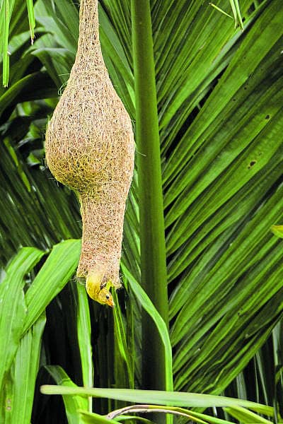 ಗೀಜಗನ ಗೂಡು ನುಂಗಿತ್ತಾ! - ಗೀಜಗ ಕಾಣುತ್ತಿಲ್ಲ ಅವುಗಳ ಗೂಡೂ ಕಾಣುತ್ತಿಲ್ಲ ಯಾಕೋ?