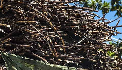 India wastes 2.4 MT of cooking oil, 13 MT of crop residue that could fuel SAF exports: Report