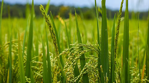 Alt="Kharif MSP Hike"