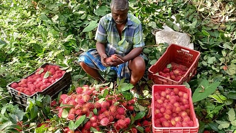 Kerala's rambutan cultivation emerges as Rs 1,000 crore industry amid rubber shift