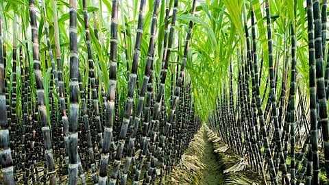 Maharashtra sugarcane crushing season to start on Oct 15
