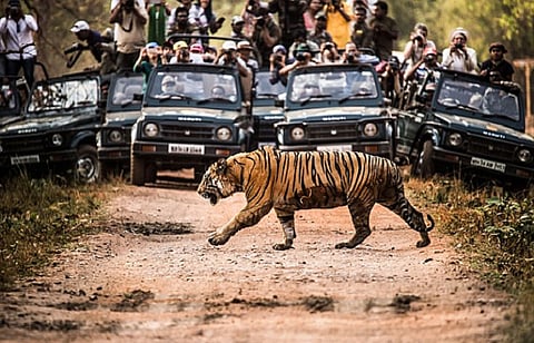 Video showing a tigress in hot pursuit of a tourist vehicle in Maharashtra goes viral