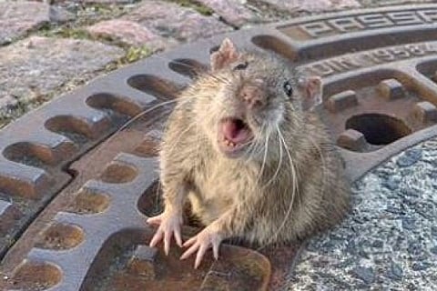 Viral: A chubby rat got stuck in a sewer cover because of its belly fat