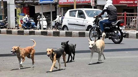 The responsibility of stray dogs: of the government or animal lovers?