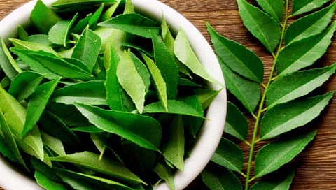 Curry Leaves Price Hike