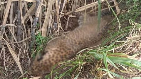 कराड : साजूर गावात मृतावस्थेत सापडला बिबट्या