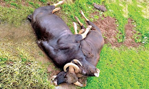 रत्नागिरी : संगमेश्वर तालुक्यातील किरबेट इथं दोन गव्यांचा मृत्यू