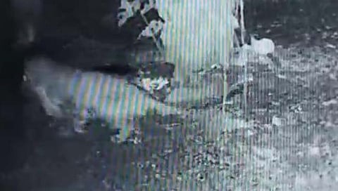 पन्हाळगडावर सजा कोठी परिसरातील डॉ. होळकर यांच्या राजाच्या झोपडीतून बिबट्याने पहाटे केली कुत्र्याची शिकार