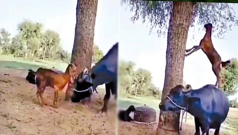 झाडाची कोवळी पाने खाण्यासाठी बकरी ने लढवली शक्‍कल!