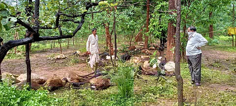 गडचिरोली : कोरची तालुक्यात वीज पडून शंभराहून अधिक शेळ्या, मेंढ्या ठार