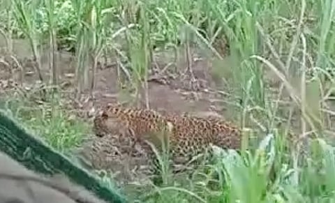 कराड : तांबवे शिवारात बिबट्याचे दर्शन; शेतकर्‍यांमध्ये भितीचे वातावरण