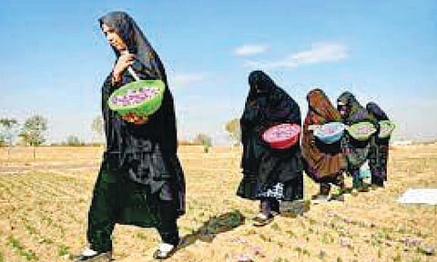 शफिकेह अट्टाई या महिला उद्योजिकेचे तालिबान्यांना आव्हान