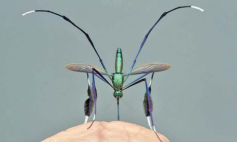 जगातील सर्वात सुंदर डास पाहिला का?