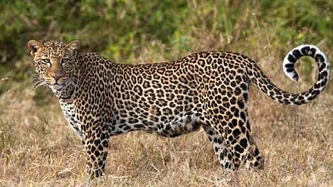 Leopard Attack: हातवळण येथे बिबट्याच्या हल्ल्यात शेळीचा मृत्यू