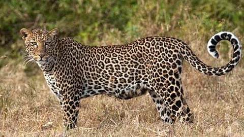 Leopard Attack In  Vaijapur 