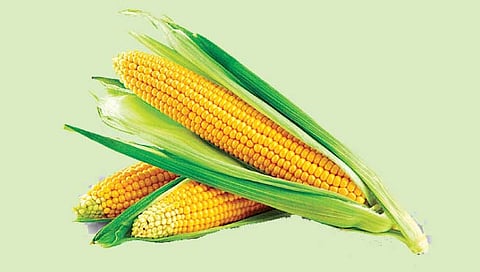 बेबीकॉर्न : कोणते वाण लागवडीस योग्य आहे?