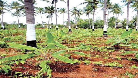 बहुमजली पीक पद्धत : कशी घ्यायची बहुमजली पीकं?