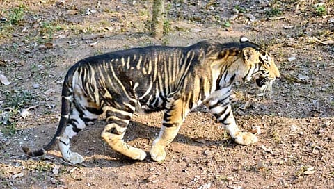 ओडिशात आहेत चक्‍क काळे वाघ!