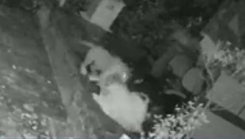 मुंबई : आरे कॉलनीत ज्येष्‍ठ महिलेवर बिबट्याचा हल्‍ला; घटना सीसीटीव्हीत कैद (Video)