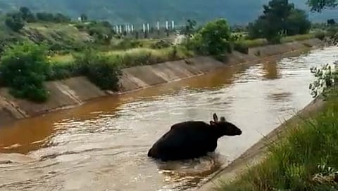 सातारा : धोम बलकवडी कालव्यातून गव्याचा पोहत प्रवास 