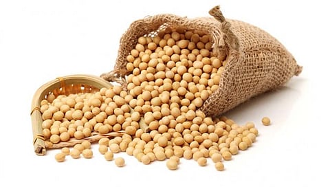 Soyabean : सोयाबीन शेतीतून पैसा मिळवायचा आहे मग हे कराच…