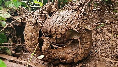 गोवा : मासेमारी जाळ्यात अडकलेल्या खवल्या मांजराला जीवदान