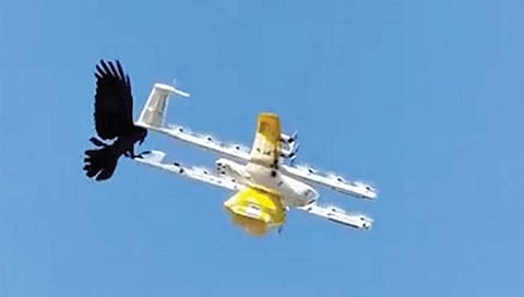 फूड डिलिव्हरी करणार्‍या ड्रोनवर कावळ्याचा हल्‍ला!